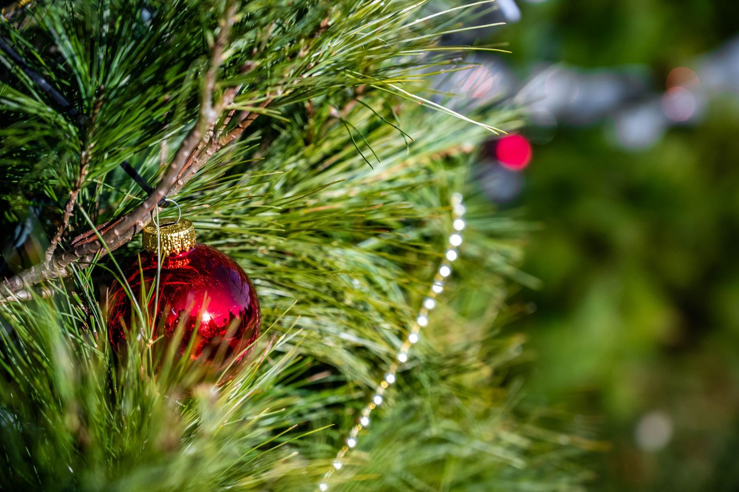 Close-up of green pine branches with holiday ornaments and lights.