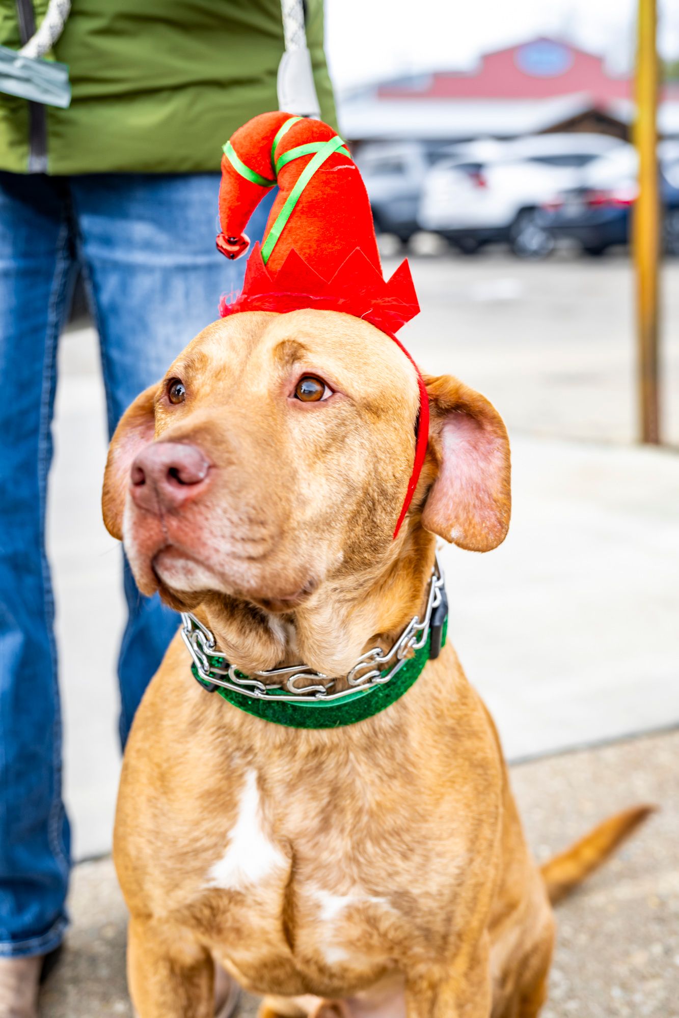 Tan pit bull dog wearing festive red and green elf ears for Christmas.