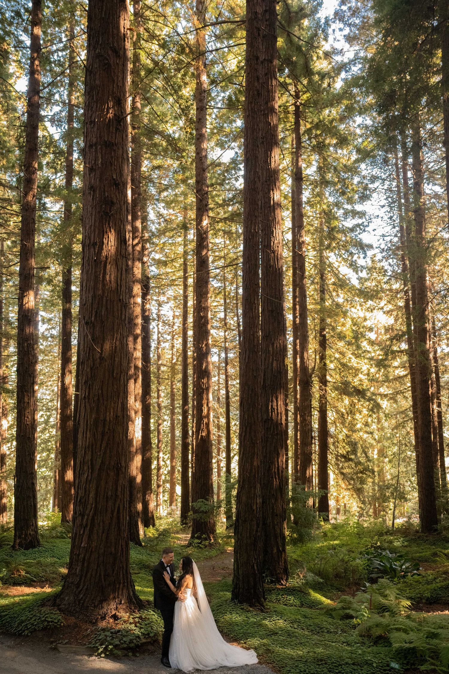 Bride and groom stand hand in hand among towering redwood trees in golden sunlight.