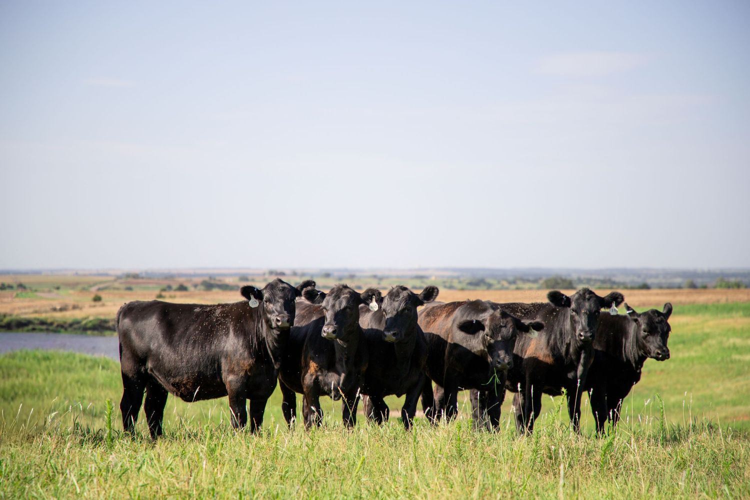 Black Angus Cattle in Oklahoma