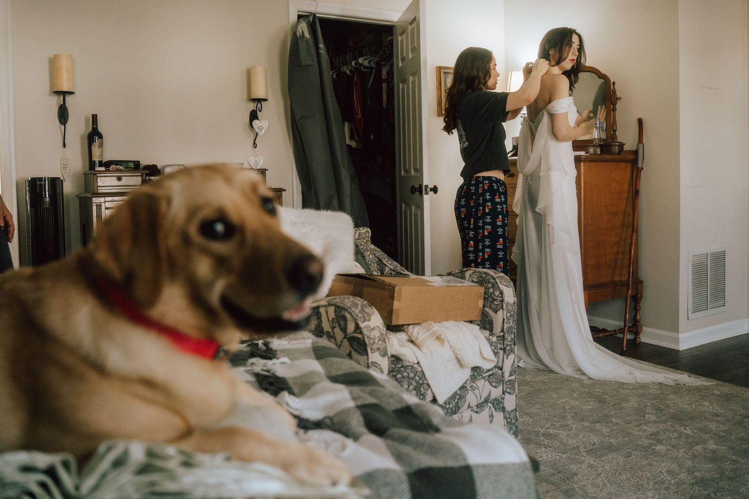 A brown dog sits on a couch in a living room while looking at the camera with a curious expression.