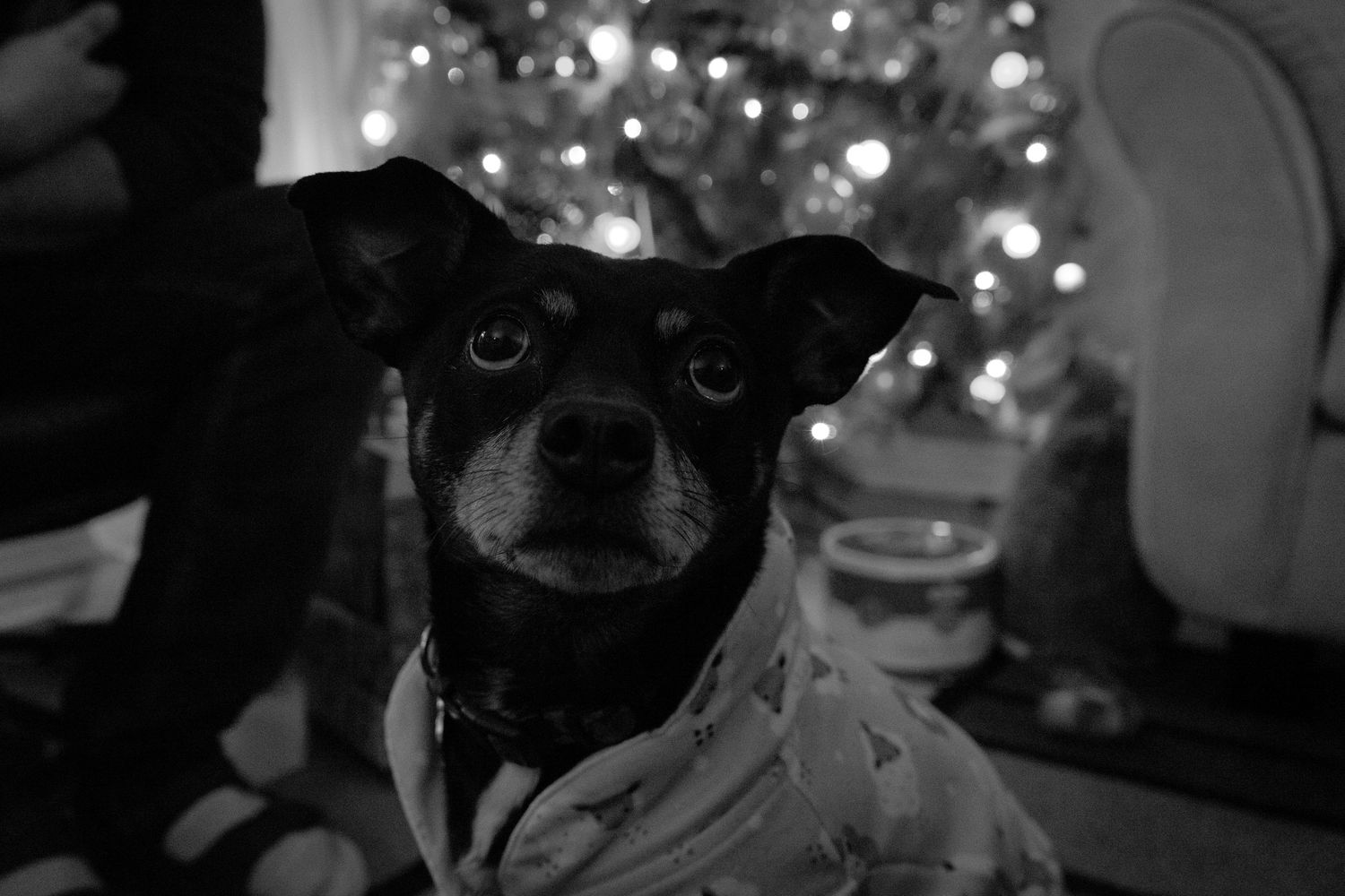 dog photography