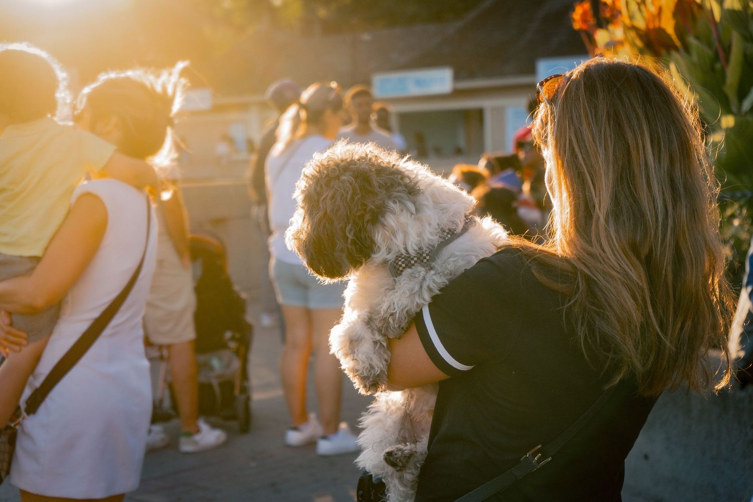 street photography of a person with her dog walking into the sunset