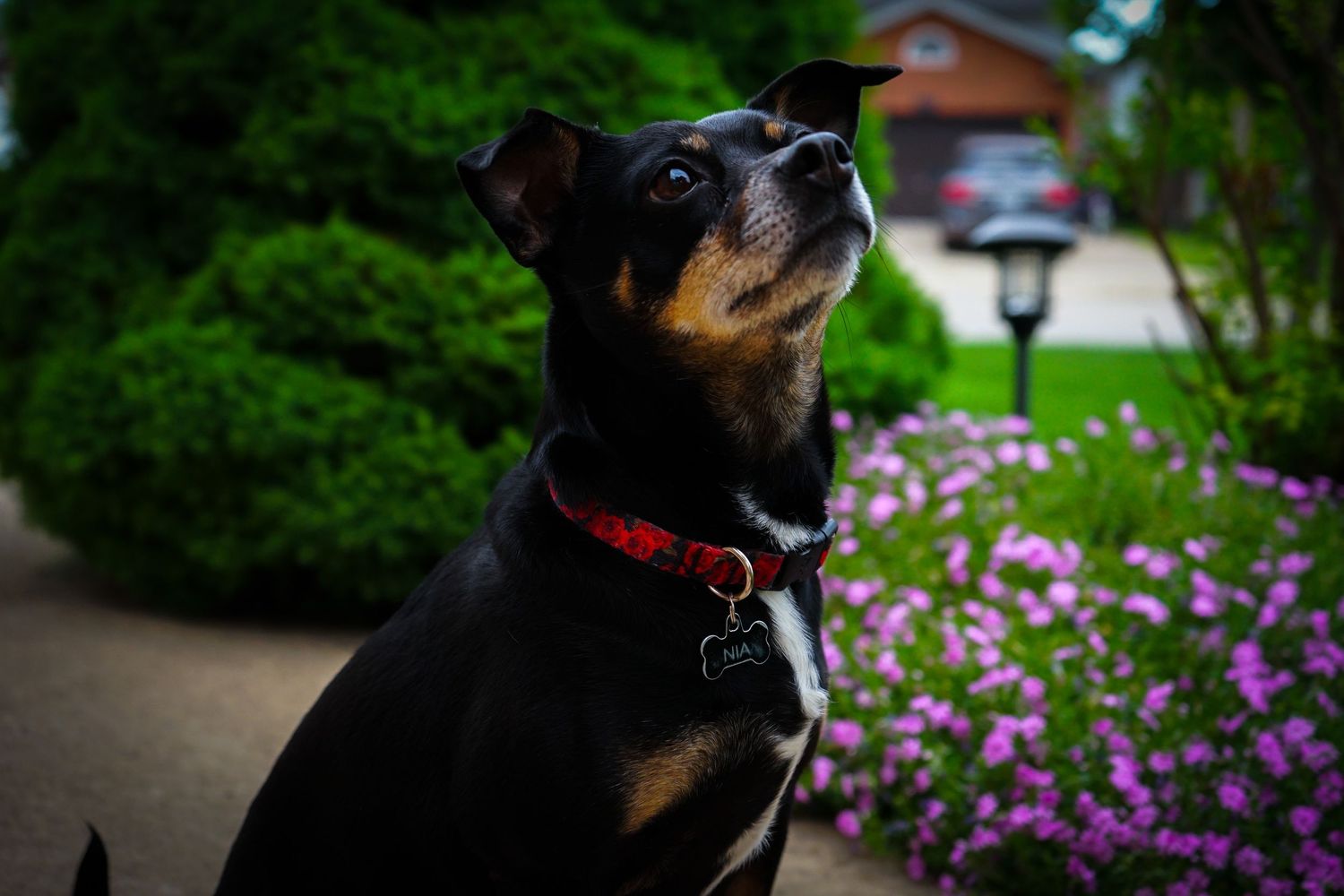 dog photography