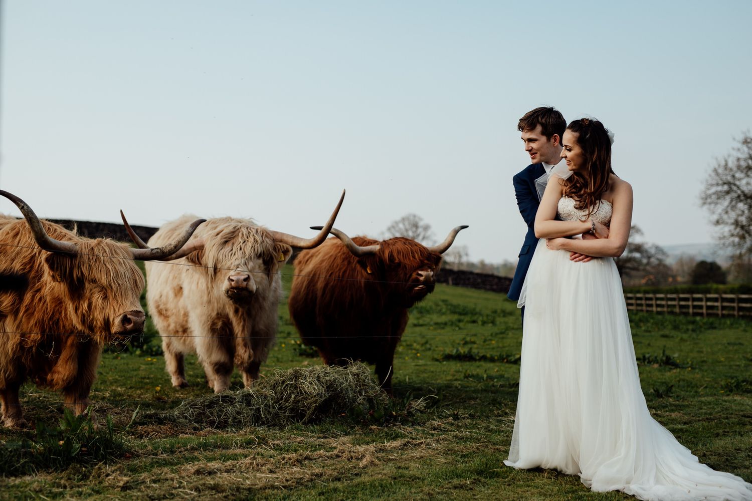 Wedding couple poses with Highland cattle in a pastoral field during sunset.