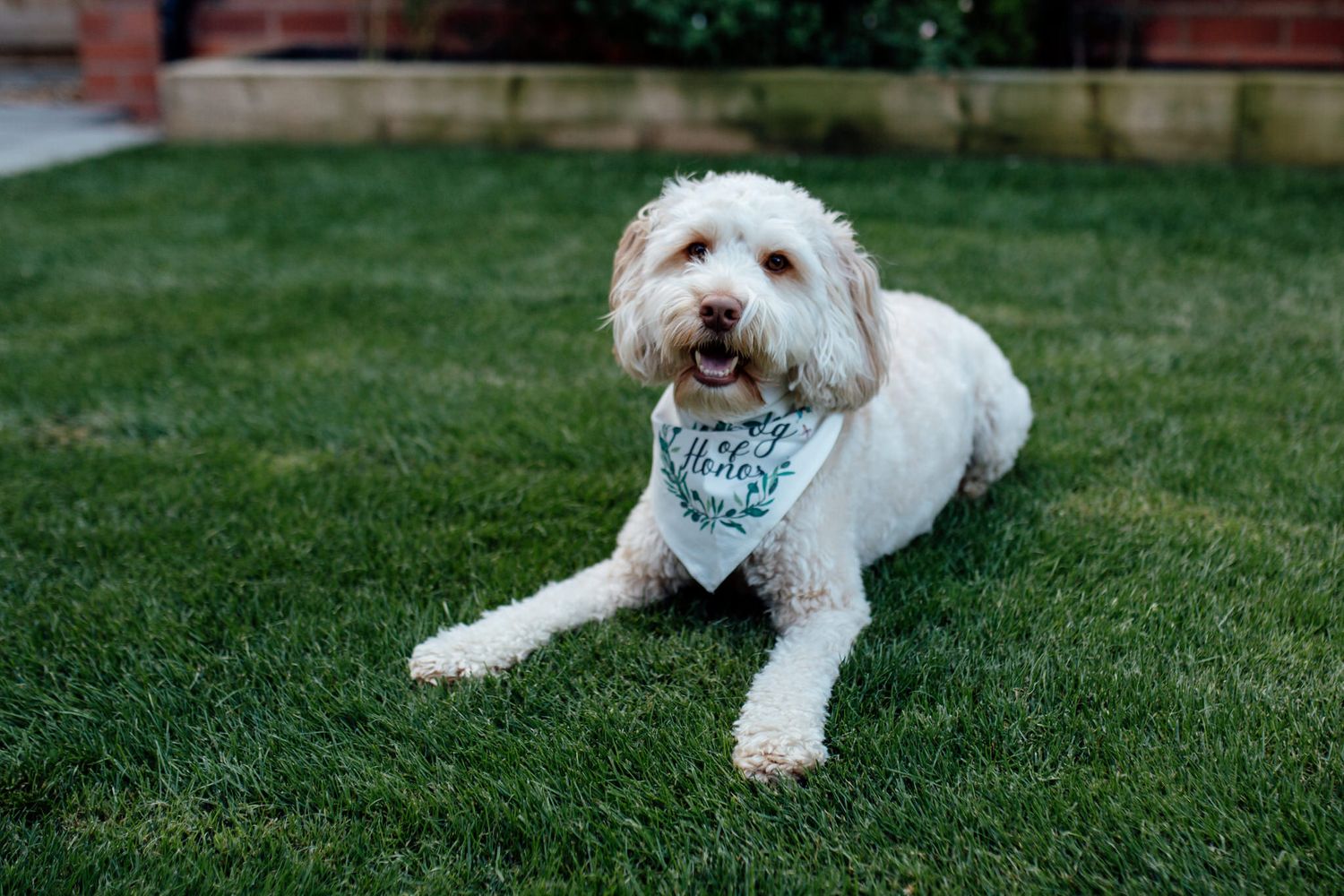White fluffy dog wearing bowtie lounging on green grass at outdoor wedding.