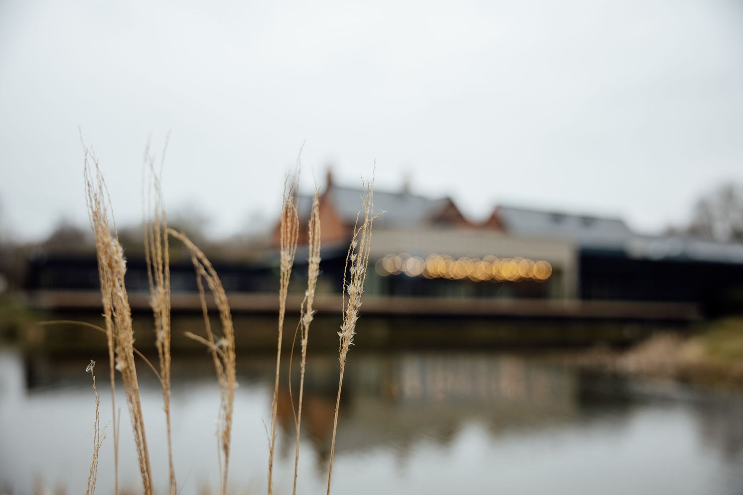 Tall golden grass in the foreground with a blurred bridge and river in the background on an overcast day.