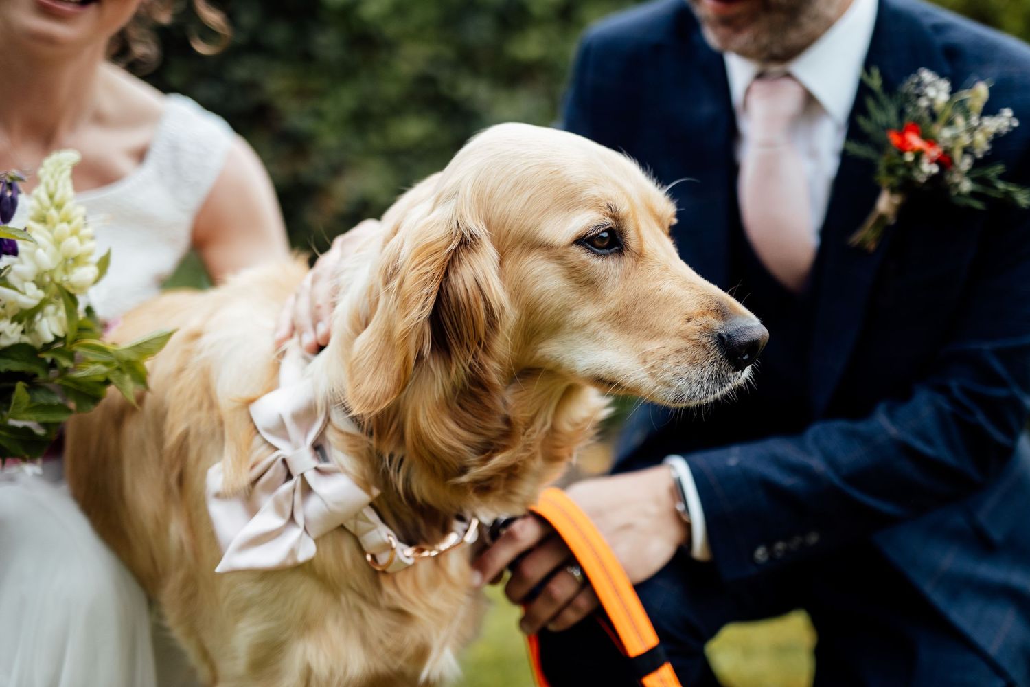 Golden retriever dog participates in outdoor wedding festivities.