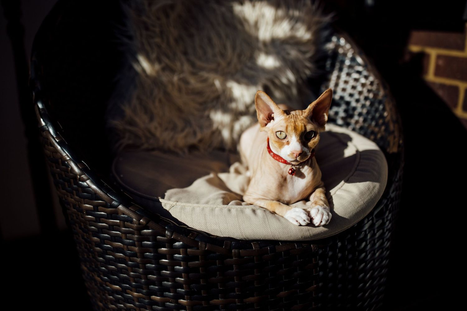 A sleeping cat curled up comfortably in a dark woven basket.