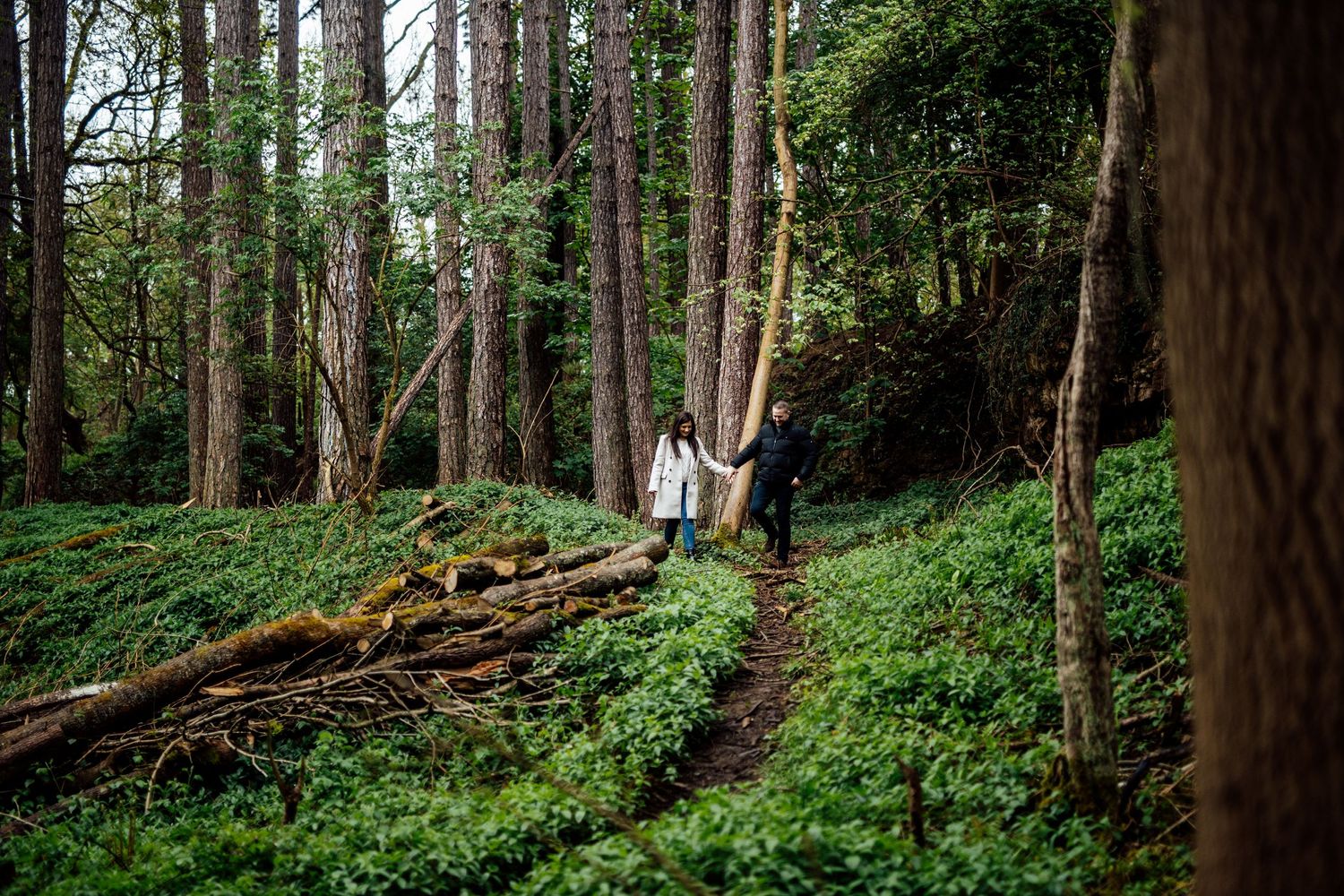 A serene woodland path stretches through tall evergreen trees and natural ground cover.