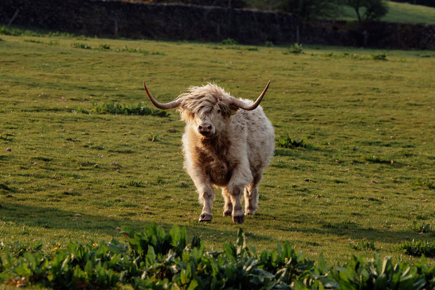 Highland cattle grazing in a green pasture during golden hour.