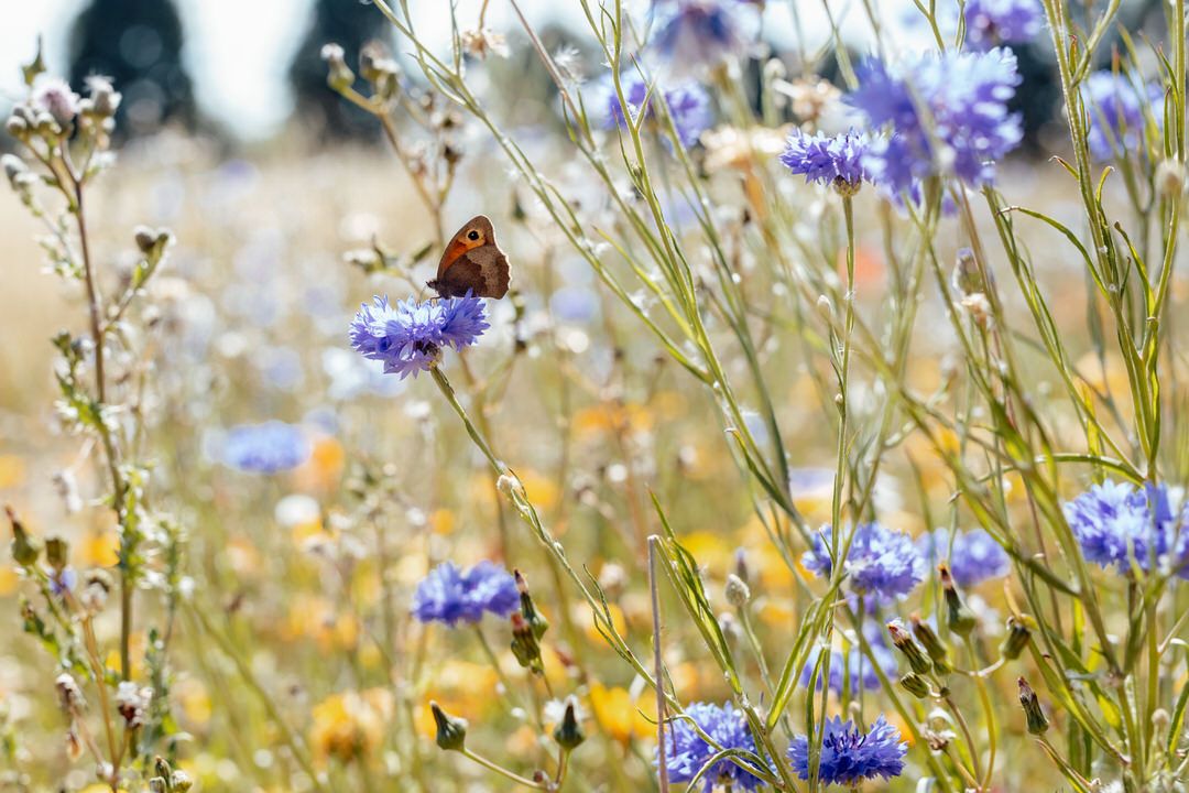 Delicate purple and yellow wildflowers bloom in a summer meadow.