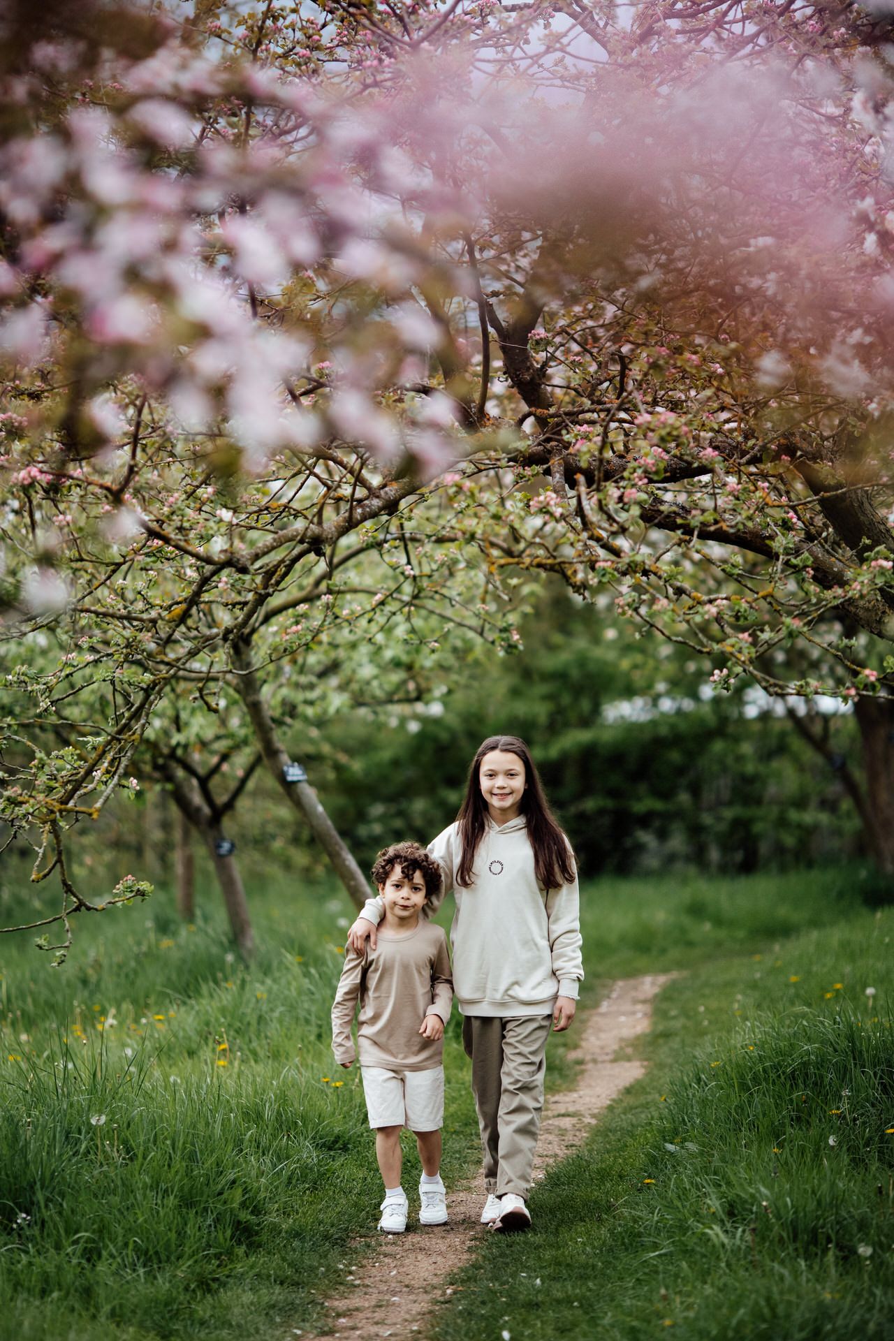 Beautiful spring scene with cherry blossoms framing a path through an orchard.