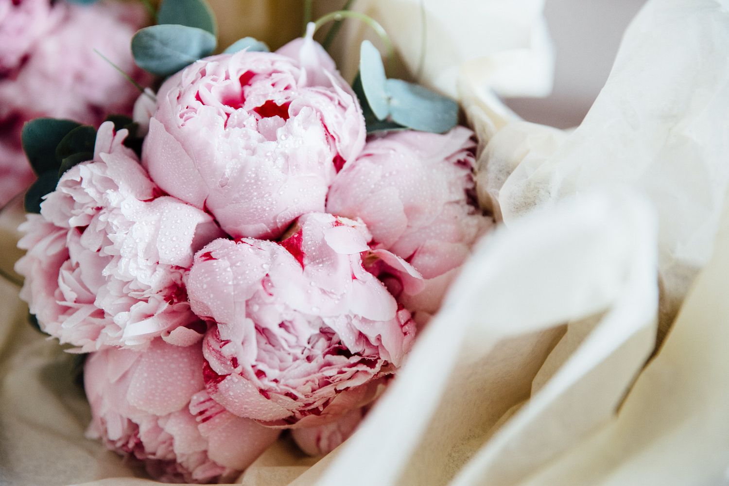 Delicate pink peonies arranged with white fabric for wedding decor.