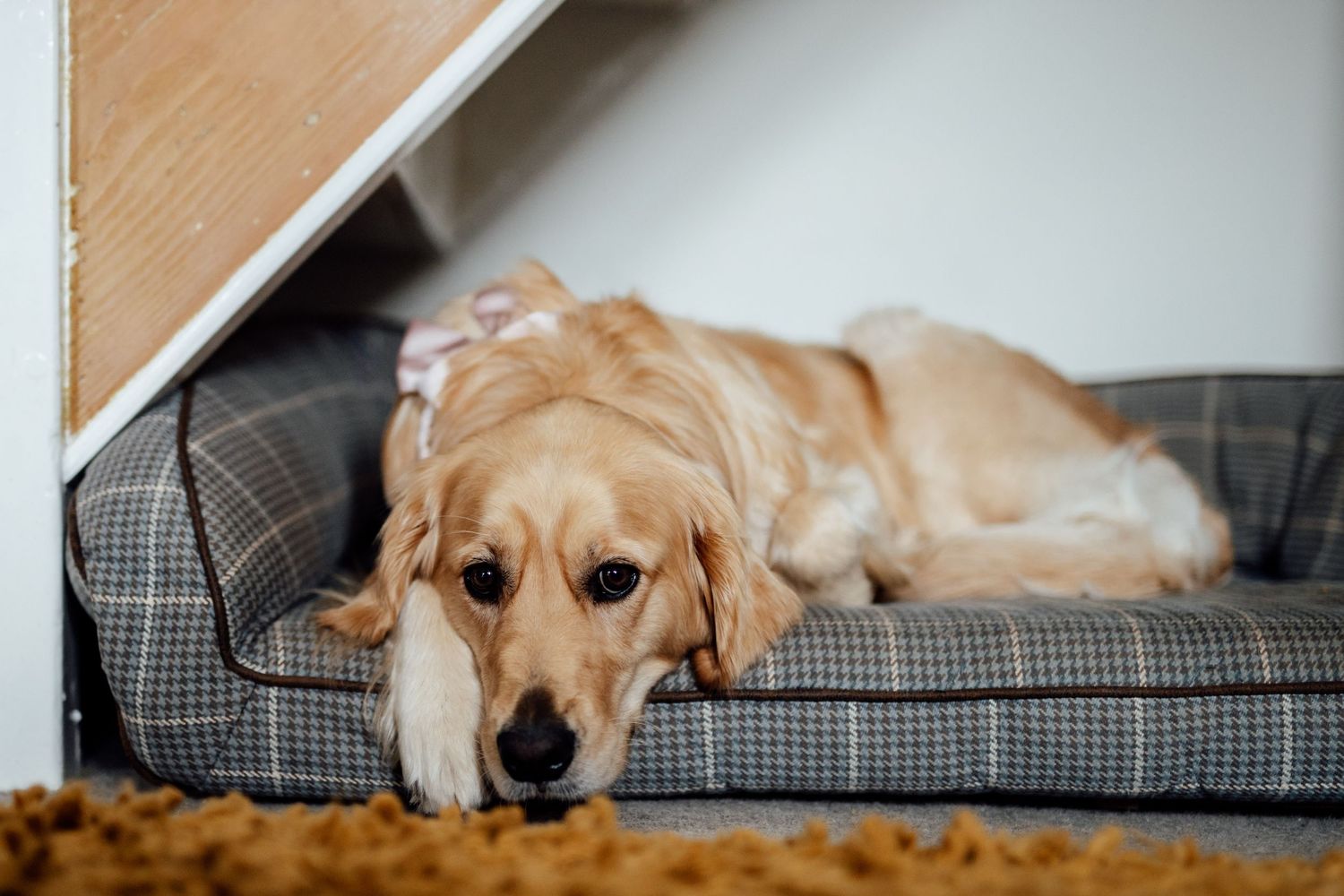 Golden retriever dog resting on a grey plaid couch looking tired and relaxed.