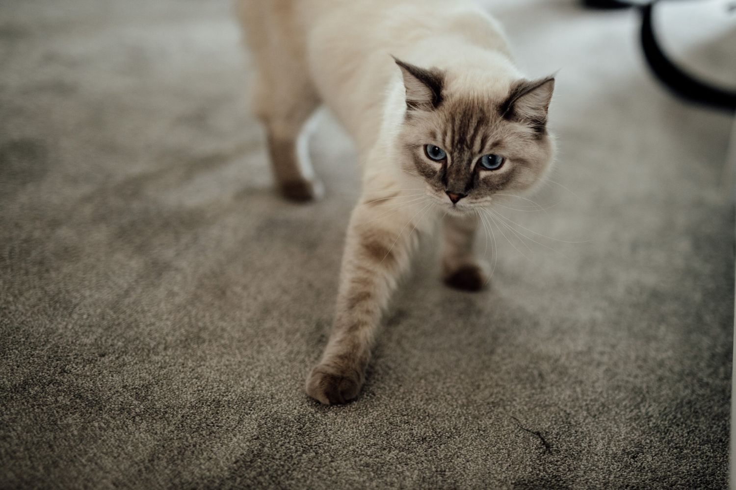 A Siamese cat with blue eyes sitting on a grey carpet looking directly at the camera.