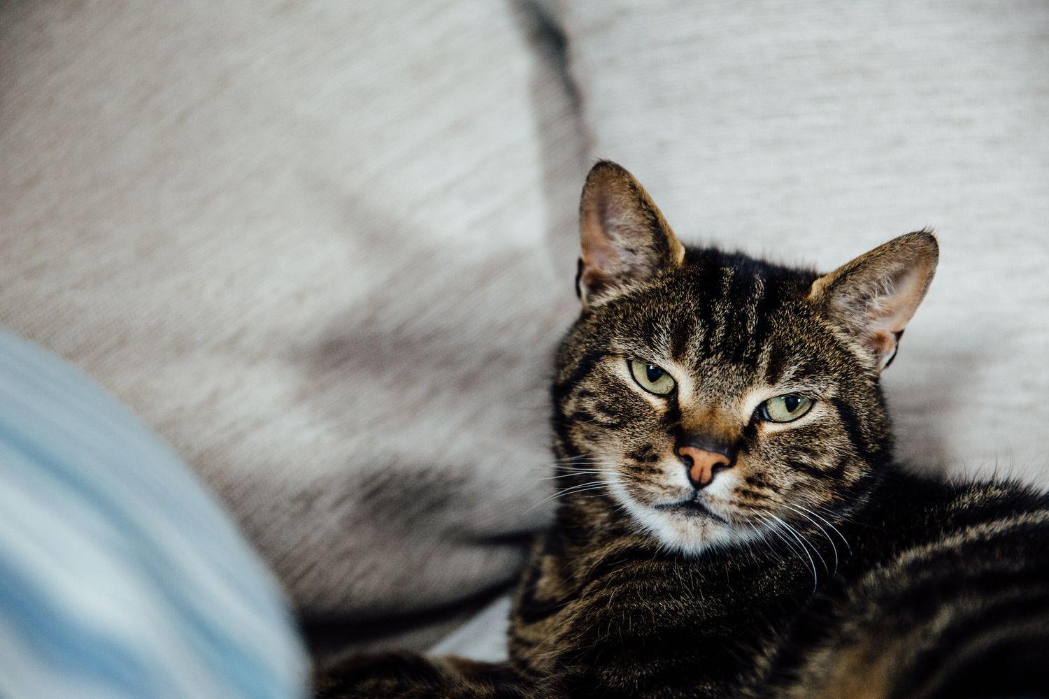 Close-up portrait of a tabby cat resting on light gray fabric.