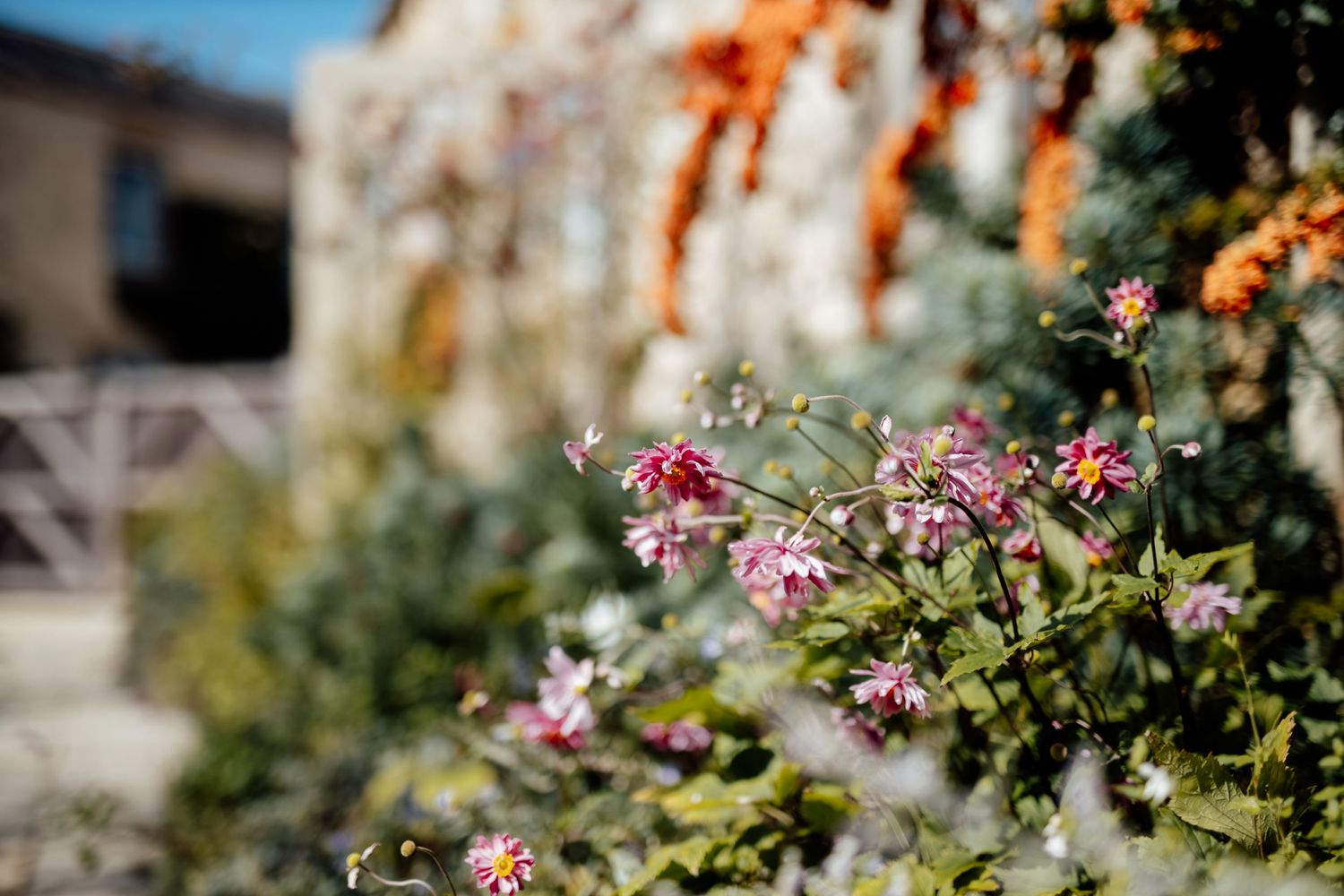 Pink flowers blooming in garden with soft focus background.