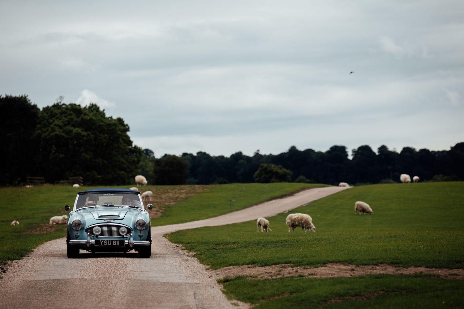 Classic car driving down a country road with grazing sheep in green pastures.
