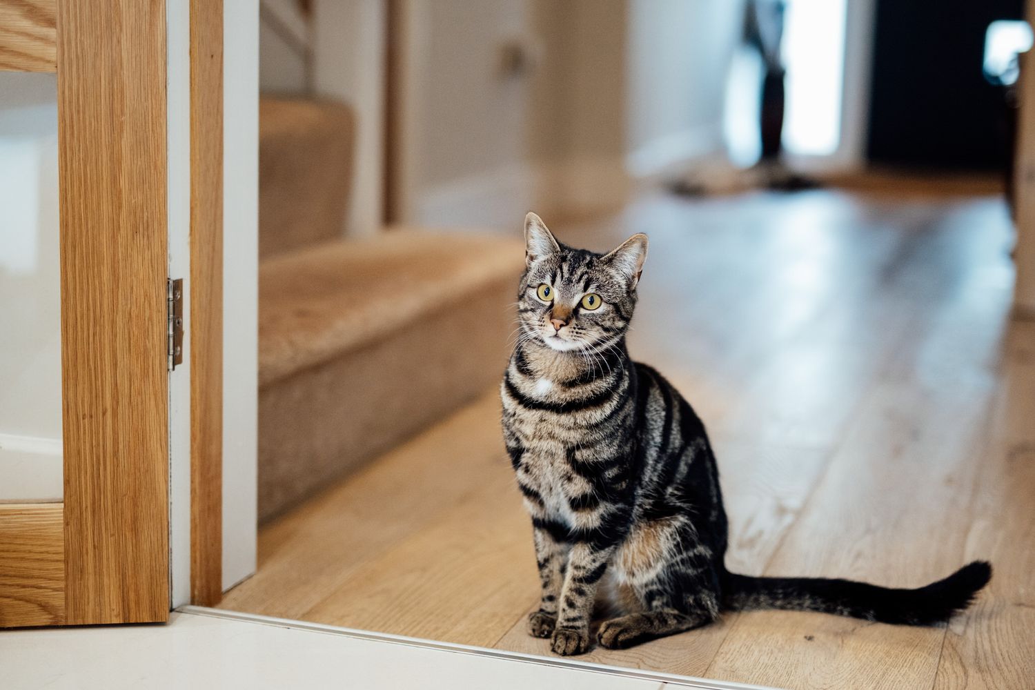Gray tabby cat sitting patiently in hallway with wooden flooring.