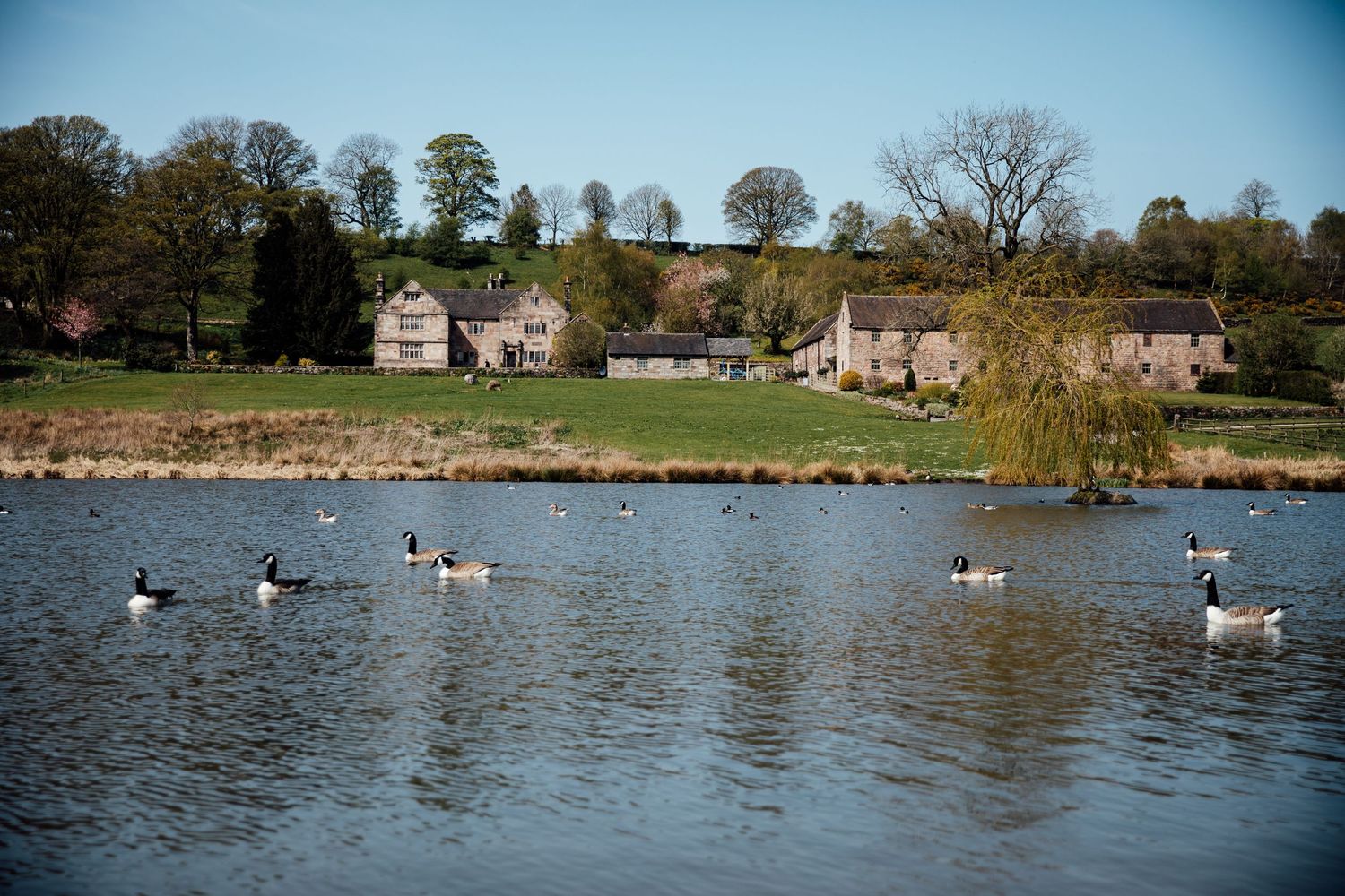 Panoramic view of a serene lake with geese swimming and lakeside homes visible in the background.
