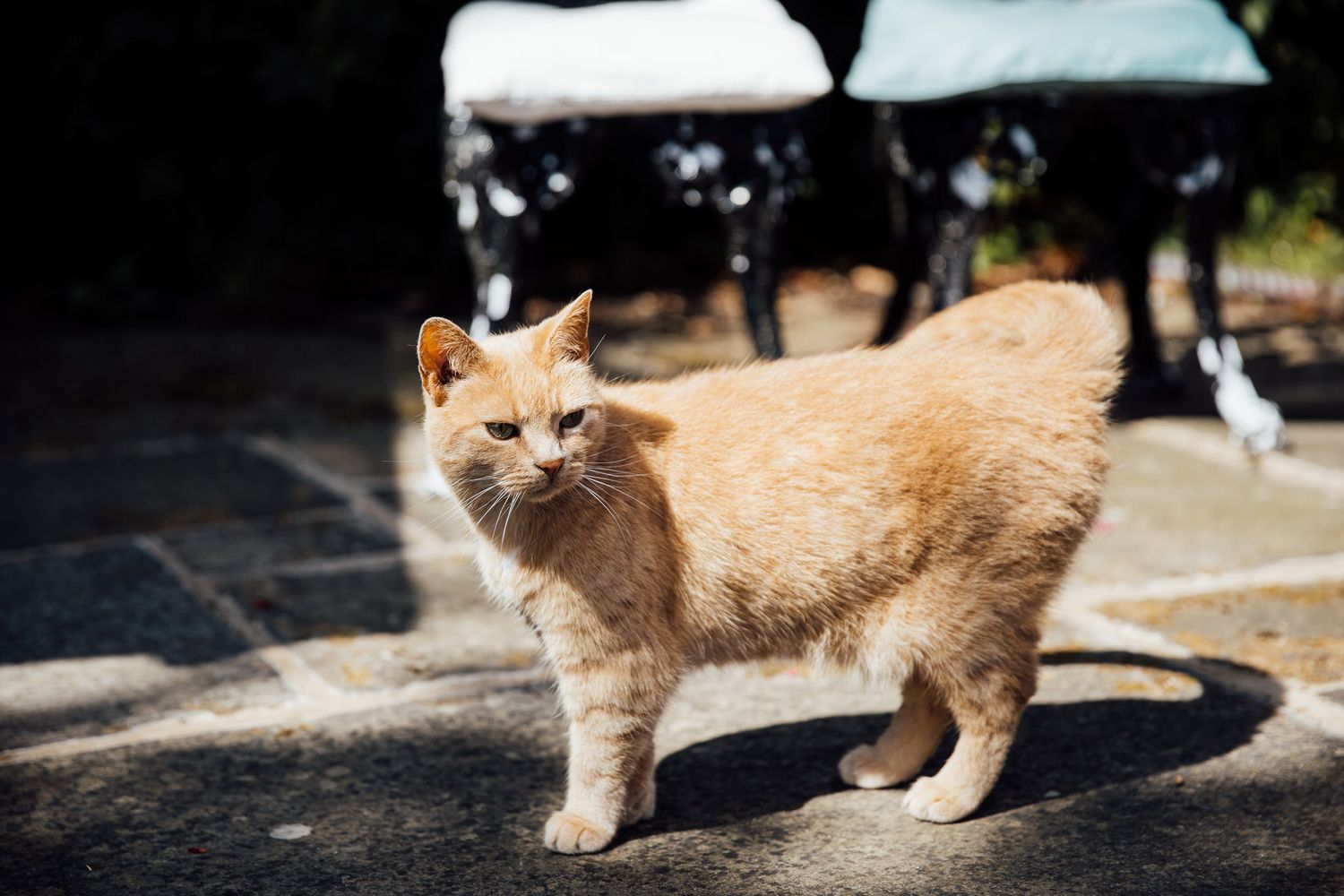 Orange tabby cat walking on a sunny outdoor path.