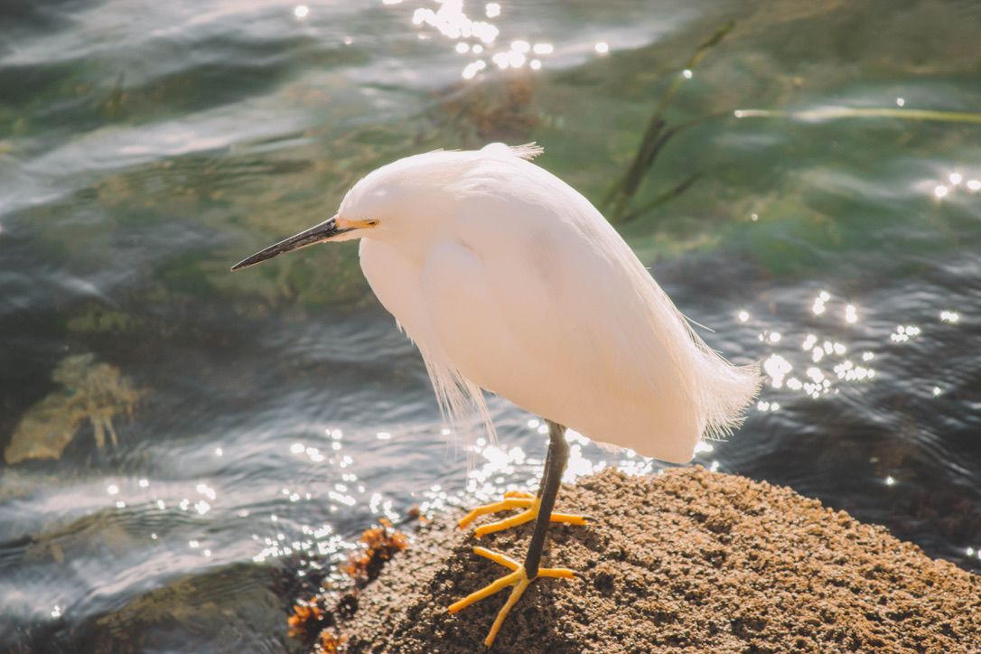 A snowy egret standing on a rocky surface near sparkling water.