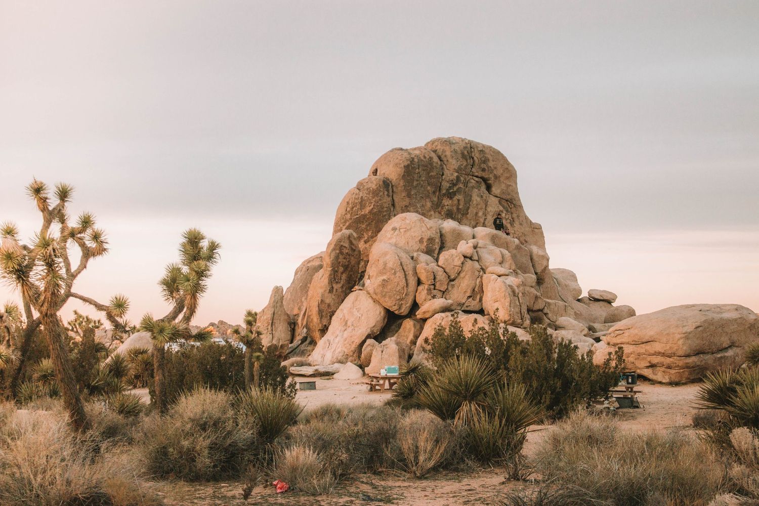 Desert landscape with large rock formations and Joshua trees at sunset.