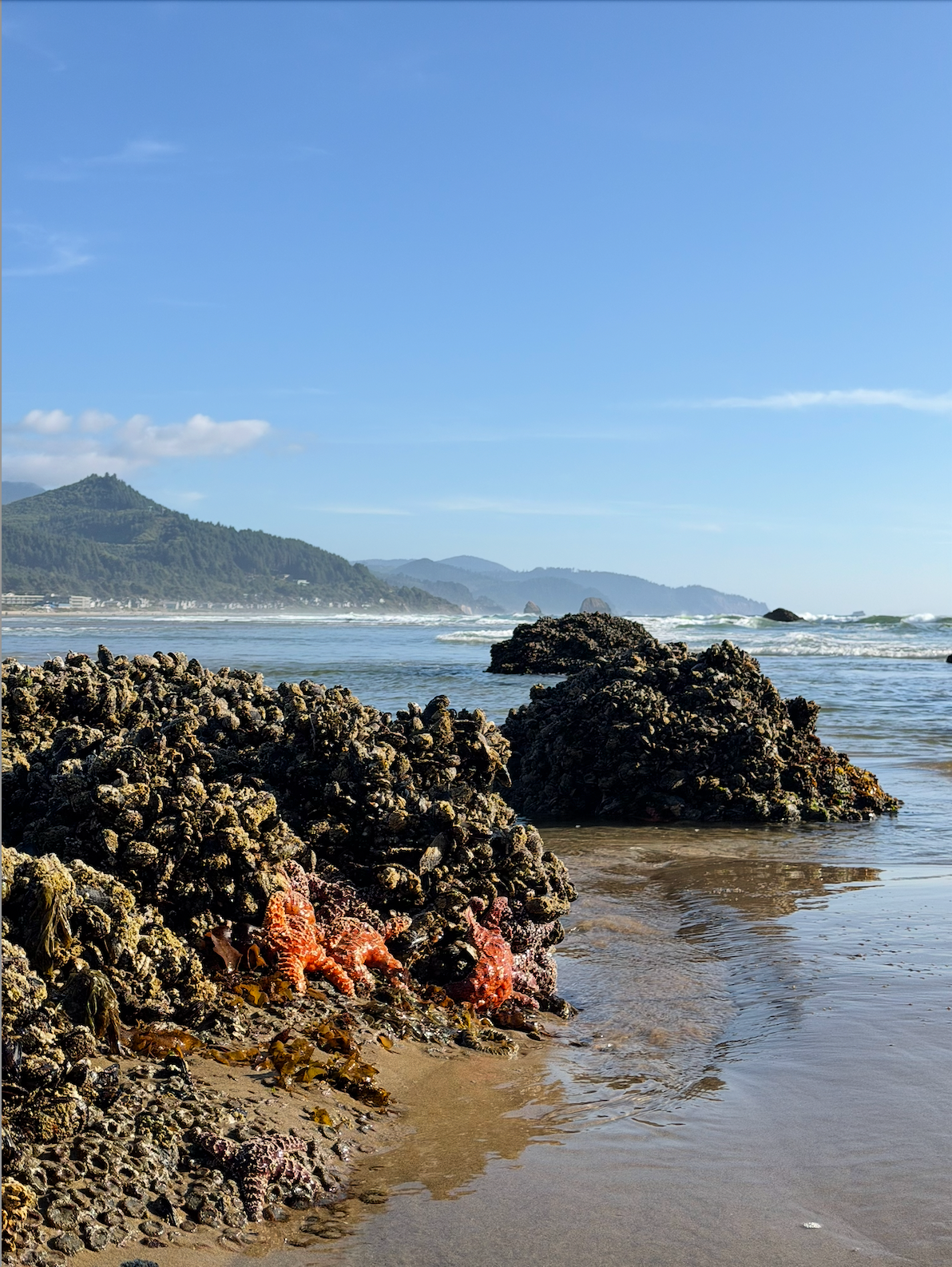 Rocky tide pools with orange starfish on Oregon coast beach, blue sky, and green mountain in background.
