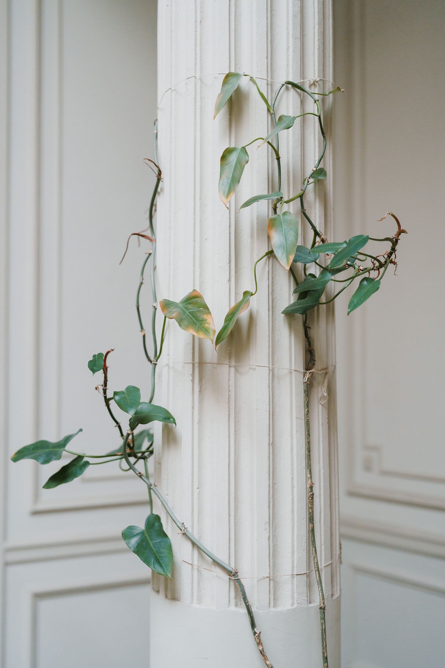 Delicate green ivy vines climbing a white decorative pillar against a light gray wall.