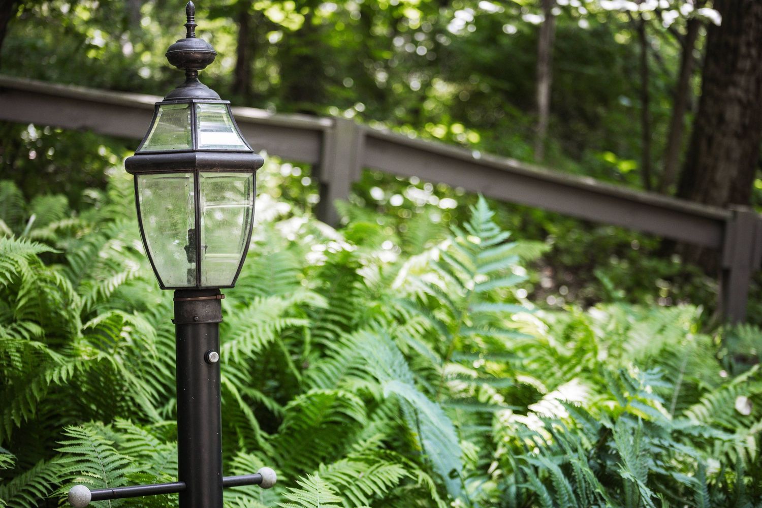 Decorative black outdoor lantern surrounded by lush green ferns near a wooden fence.