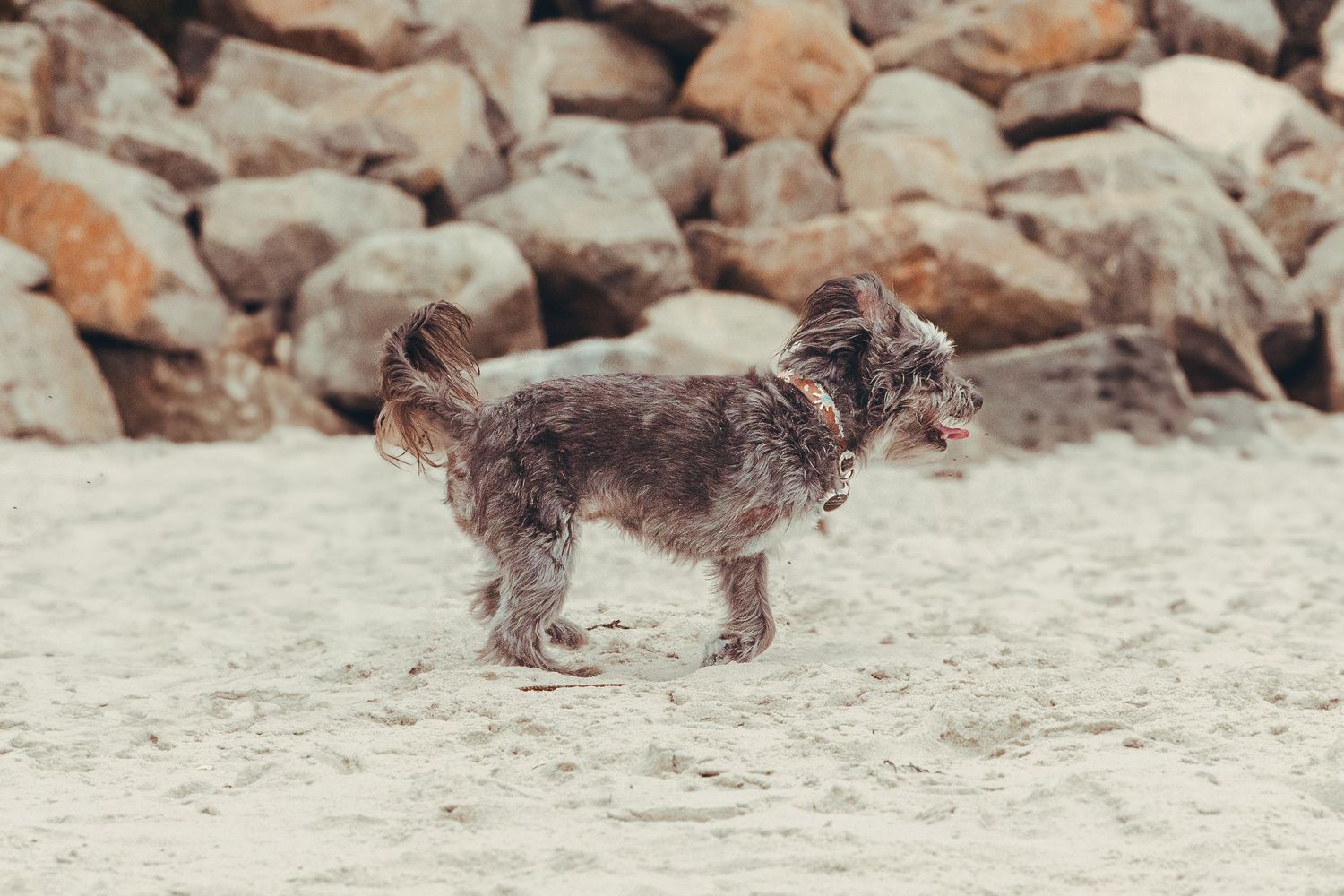 Small wet scruffy dog shaking off water on a sandy beach near rocks.