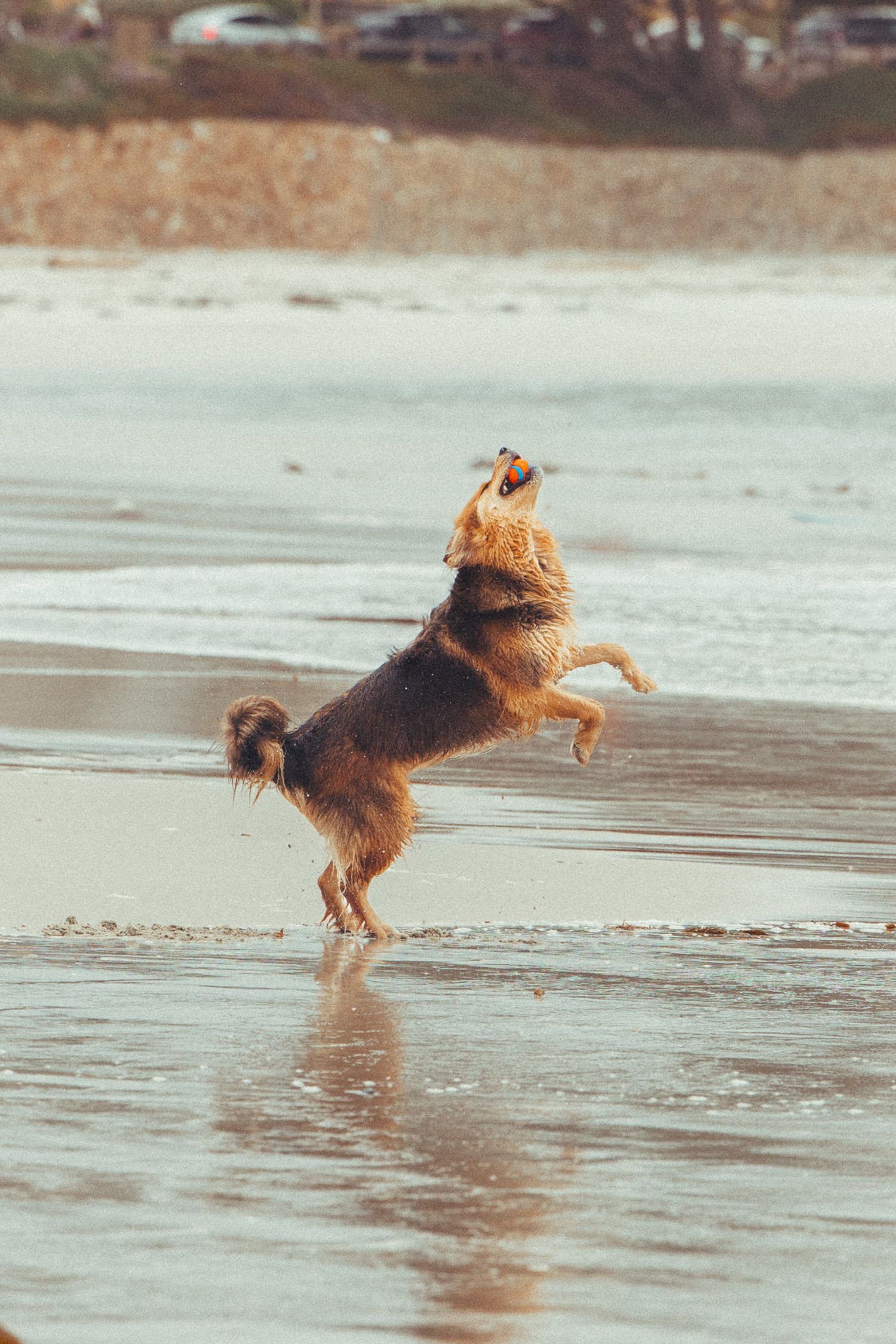 Brown dog jumping on hind legs to catch a ball on a reflective wet beach.