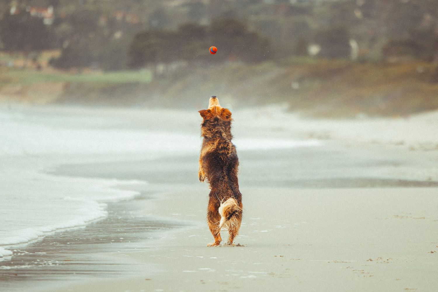 Golden brown dog jumping to catch a red ball on a misty beach shoreline.