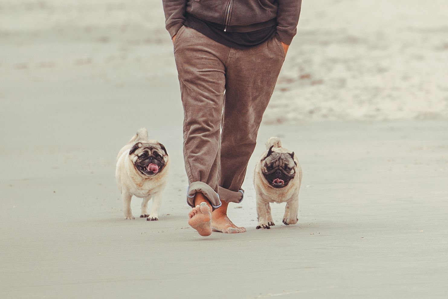 Two fawn Pug dogs walking alongside a person in brown pants on a sandy beach.