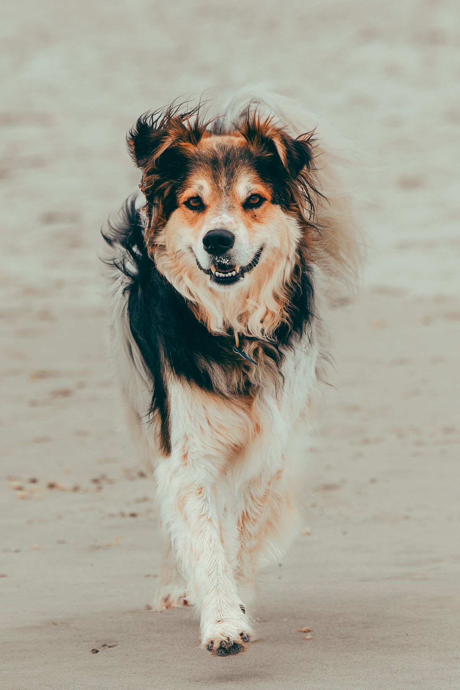Fluffy tricolor dog running on a sandy beach with a happy expression.