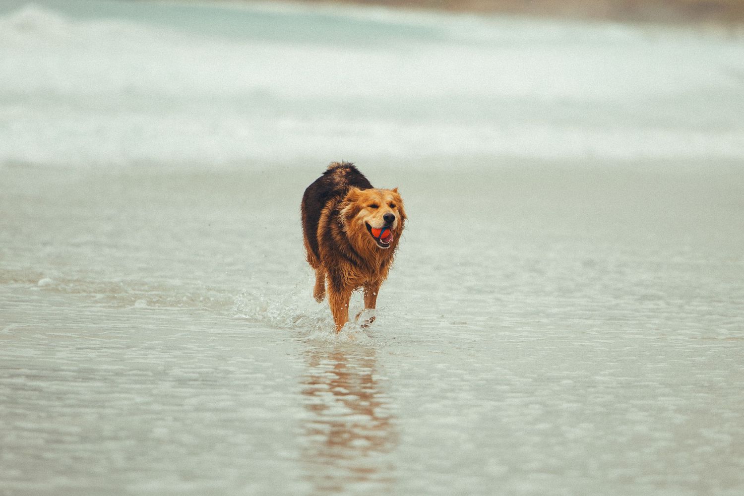 Energetic golden brown dog running through shallow ocean waves on a sandy beach.