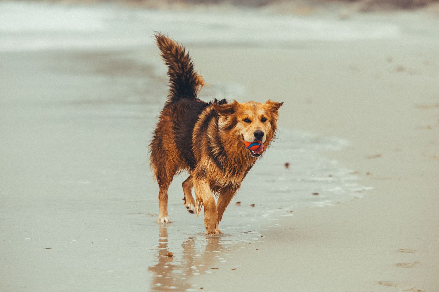 Brown dog running on a wet sandy beach with a ball in its mouth.