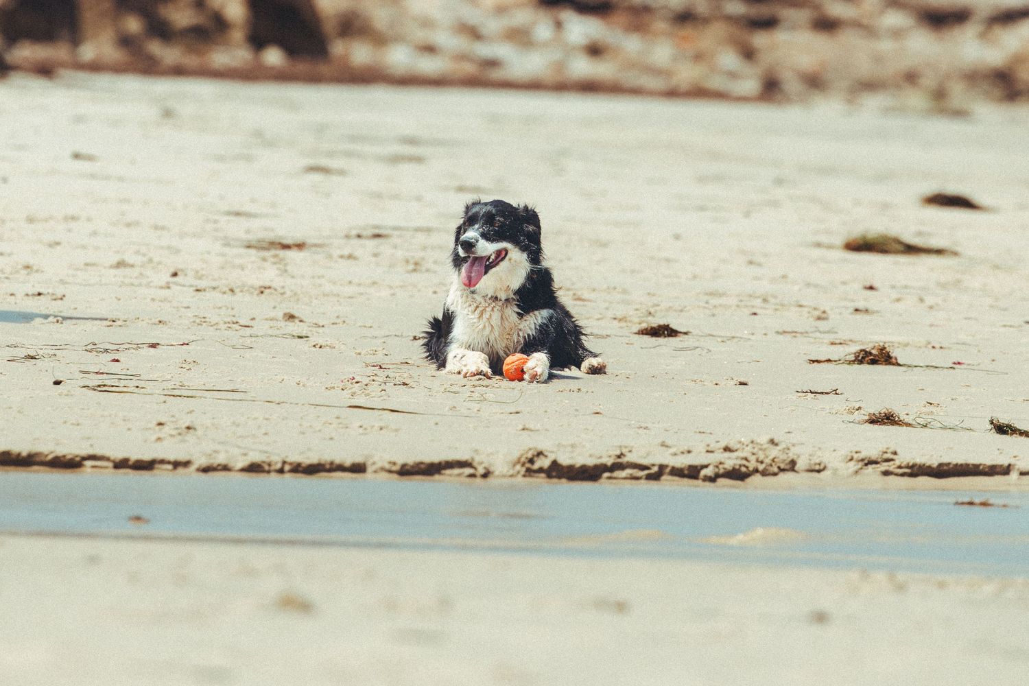 A black and white Border Collie lying in wet sand on a beach with an orange ball.