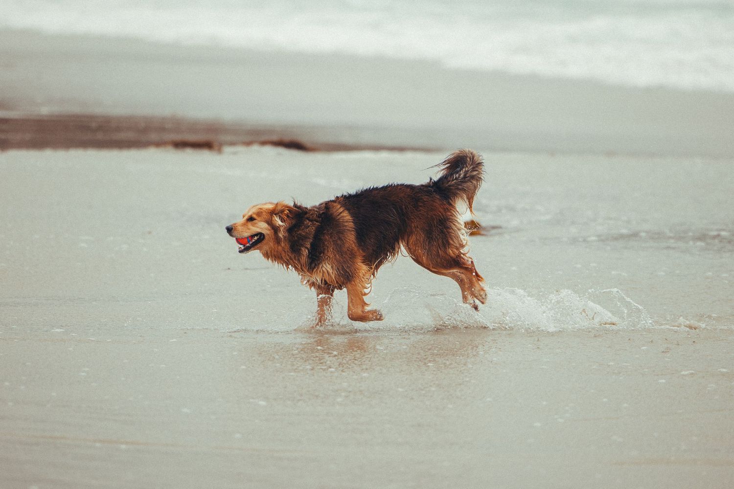 A brown mixed-breed dog splashing through shallow ocean waves on a sandy beach.