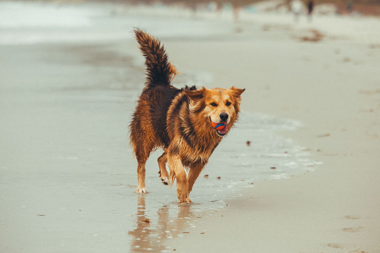 Happy brown dog running along wet sandy beach with tongue out and tail raised.