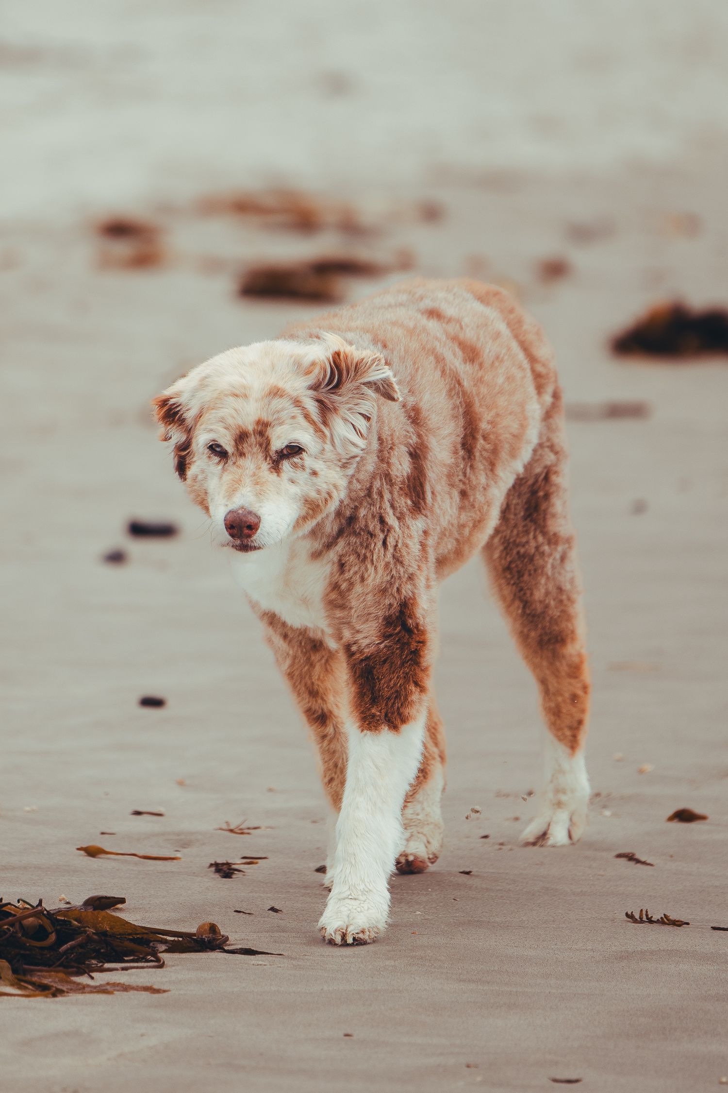 Wet red and white Australian Shepherd walking on a sandy beach.