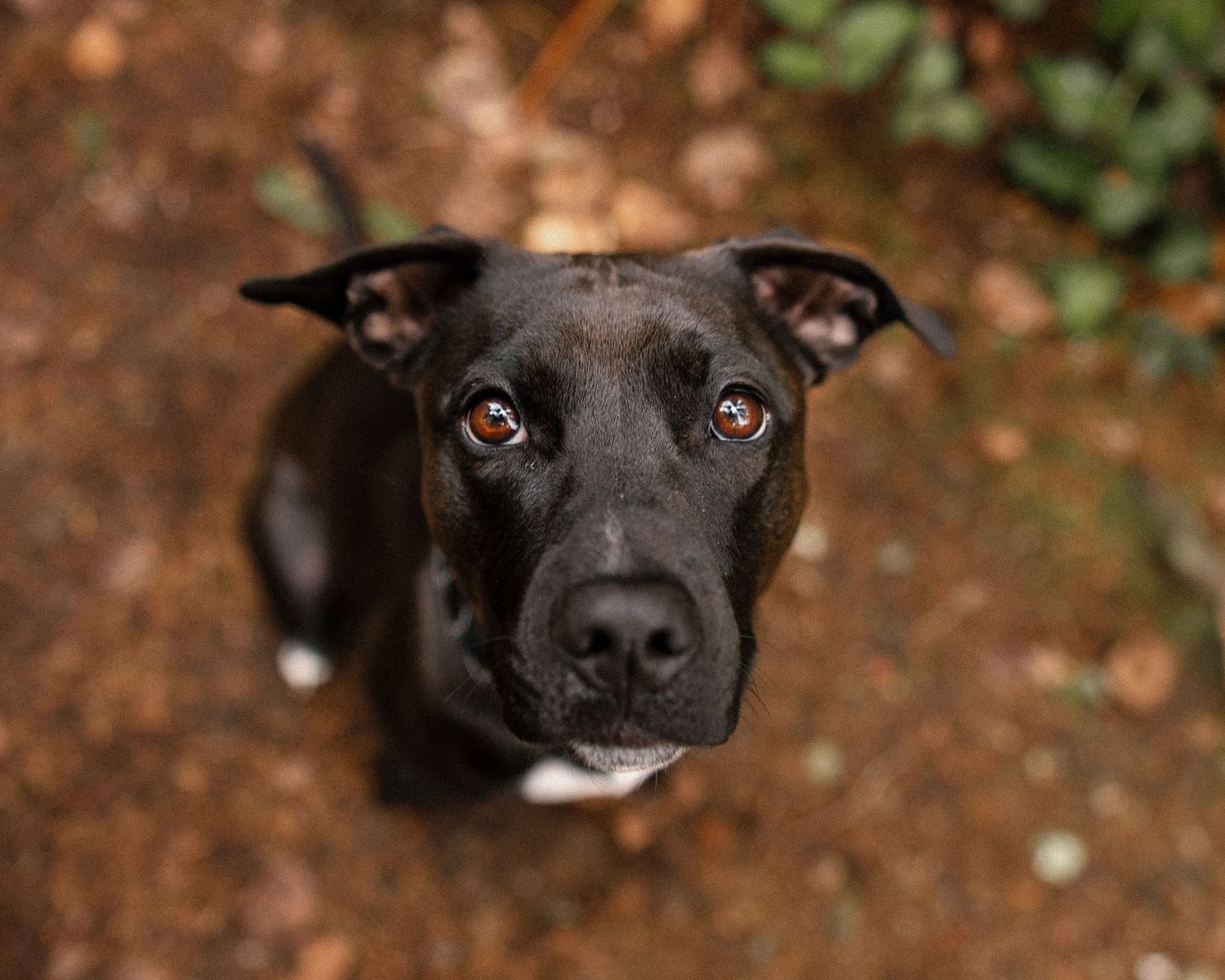 A black Pit Bull dog looking up with soulful brown eyes against a blurred earthy background.