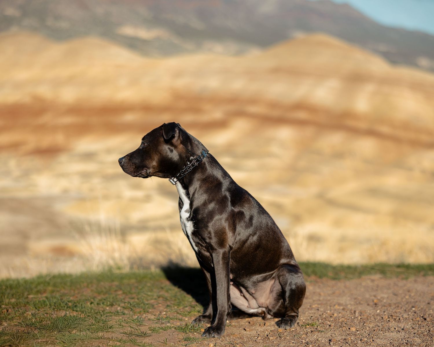 A dark brindle dog sitting calmly on a dirt path with dramatic painted hills in the background.