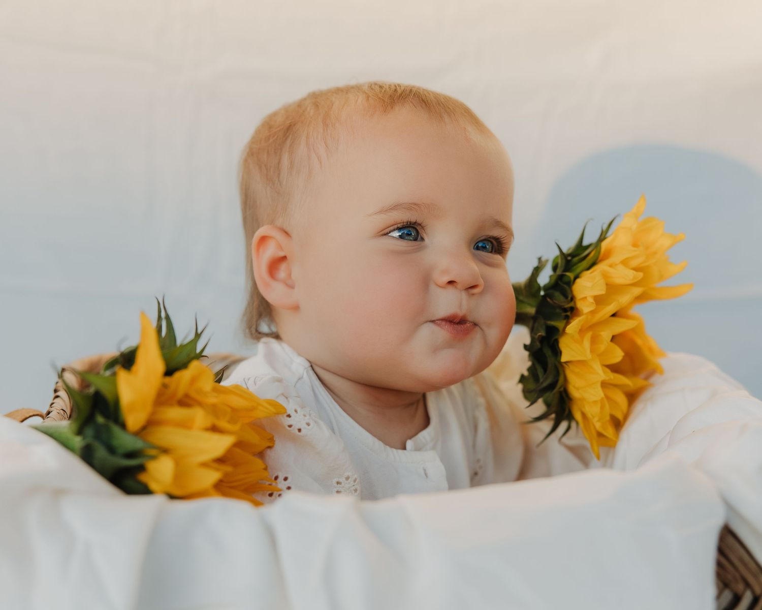An adorable baby sits in a basket surrounded by bright yellow sunflowers against a soft white background.