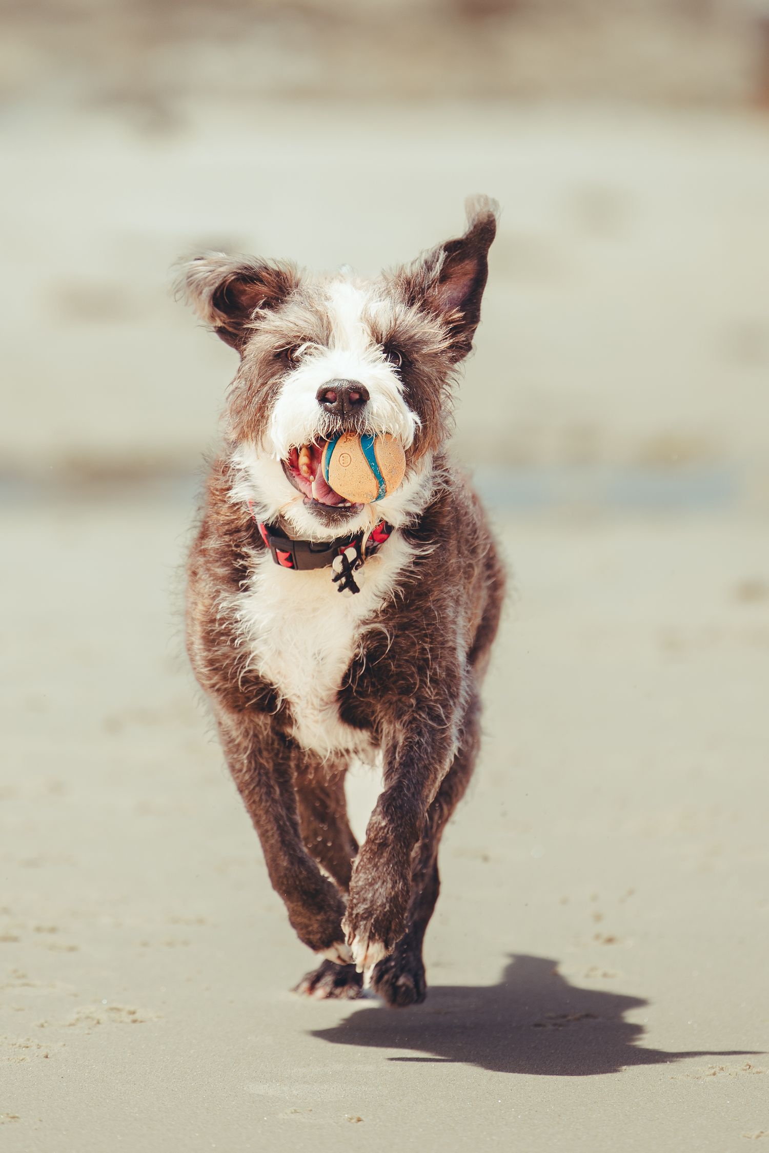 Gray and white dog running on a beach with a colorful ball in mouth.