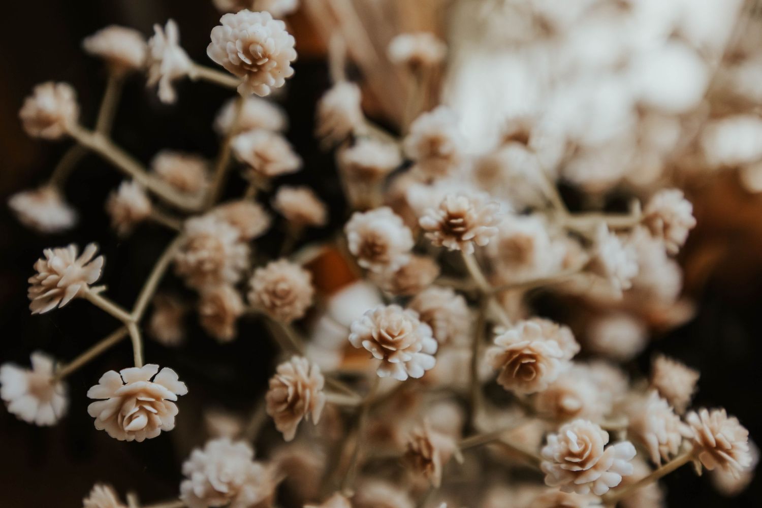 Close-up of dried flowers and natural textures used as curated décor inside Everwild Collective Studio.
