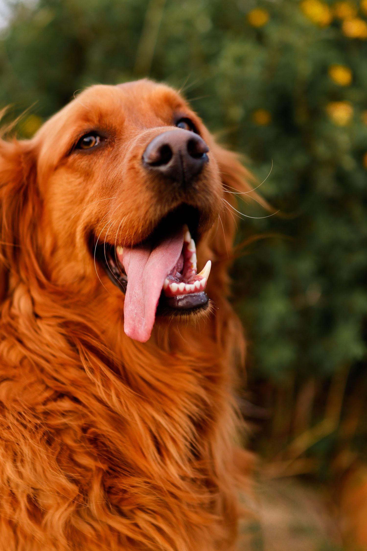 Close-up portrait of a happy golden retriever with tongue out against a lush green outdoor background.