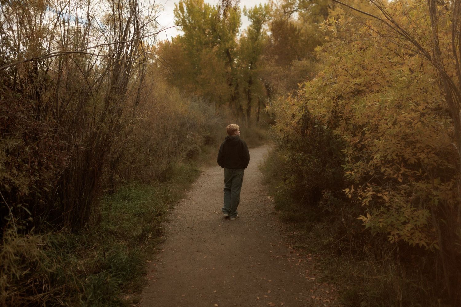 Lone person walking along a winding autumn path surrounded by golden foliage and bare trees.