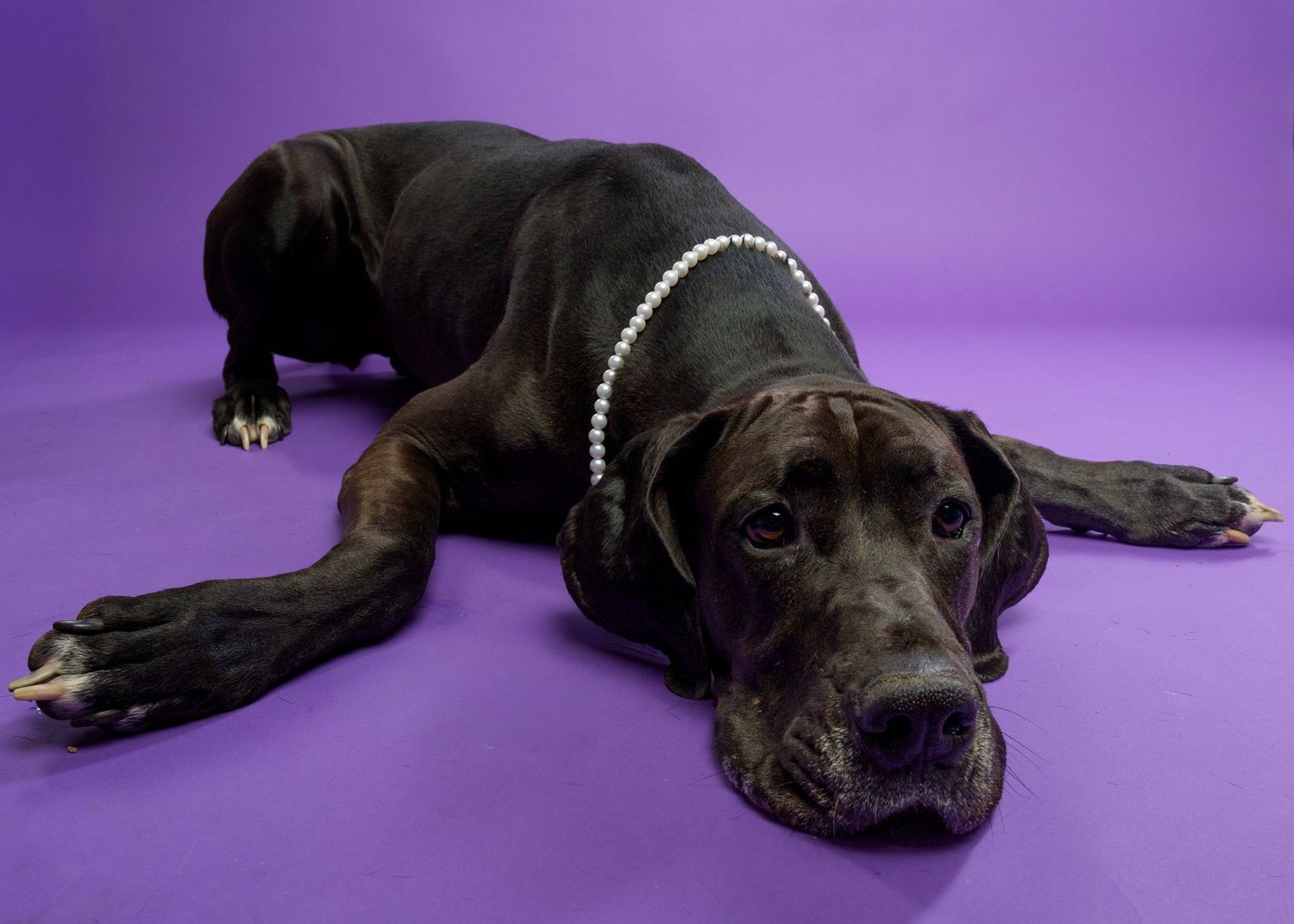 Black Great Dane dog wearing a pearl necklace lying on a purple background.